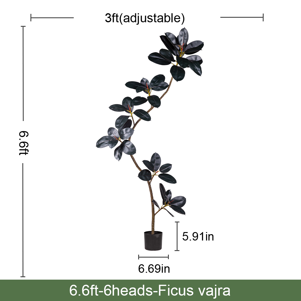 Black Ficus(A)